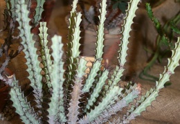 Euphorbia greenwayi