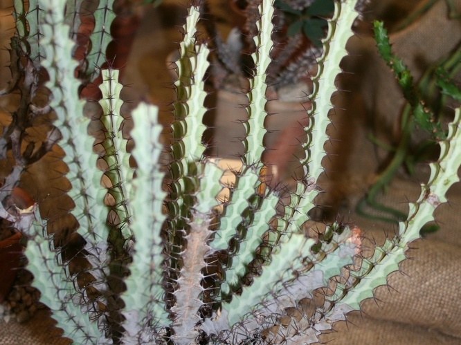 Euphorbia greenwayi