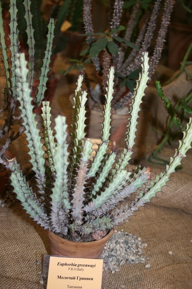 Euphorbia_greenwayi.JPG