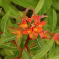 Euphorbia griffithii  Fireglow