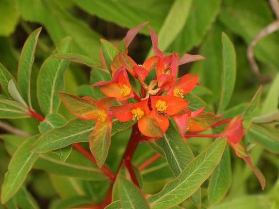 Euphorbia griffithii  Fireglow
