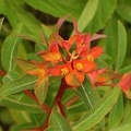 Euphorbia_griffithii__Fireglow.jpg