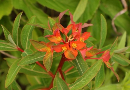Euphorbia griffithii  Fireglow
