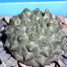Euphorbia gymnocalycioides