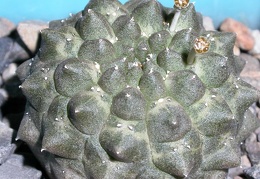 Euphorbia gymnocalycioides