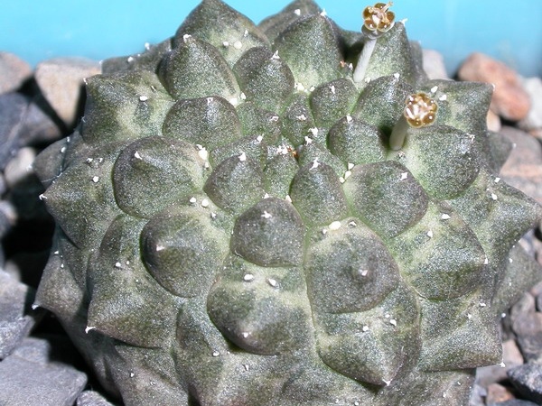 Euphorbia gymnocalycioides