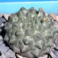 Euphorbia_gymnocalycioides.jpg