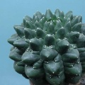 Euphorbia gymnocalycioides 001