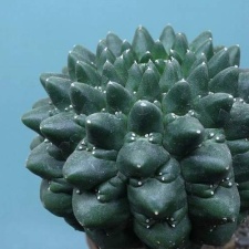 Euphorbia gymnocalycioides 001