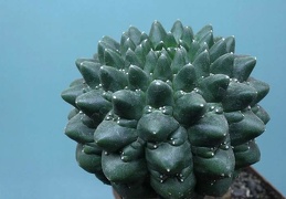 Euphorbia gymnocalycioides 001