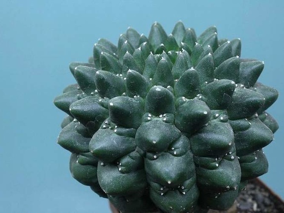 Euphorbia gymnocalycioides 001