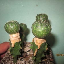 Euphorbia gymnocalycioides 002