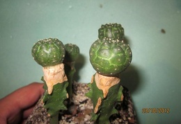 Euphorbia gymnocalycioides 002