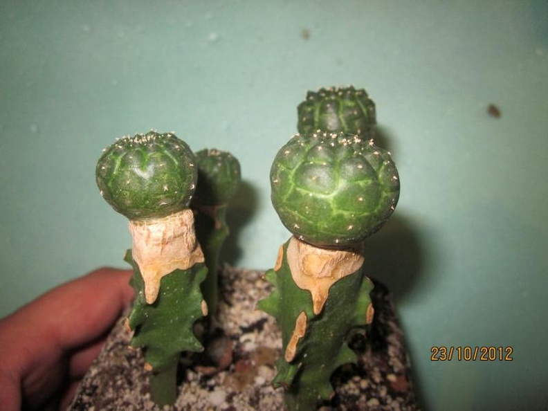 Euphorbia gymnocalycioides 002
