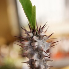 Euphorbia horombense