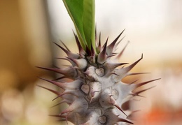 Euphorbia horombense
