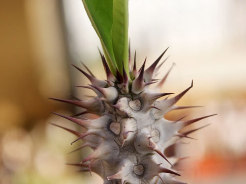 Euphorbia horombense