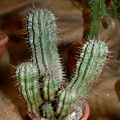 Euphorbia horrida-01