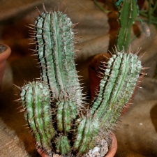 Euphorbia horrida-01