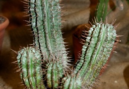 Euphorbia horrida-01