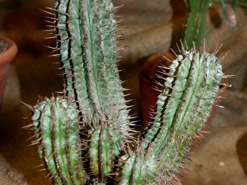 Euphorbia horrida-01