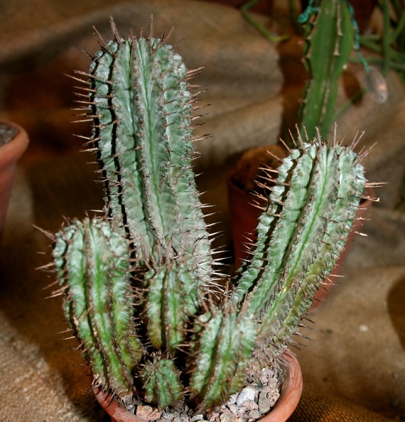 Euphorbia_horrida-01.JPG