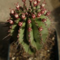 Euphorbia horrida 