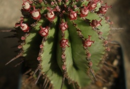 Euphorbia horrida 