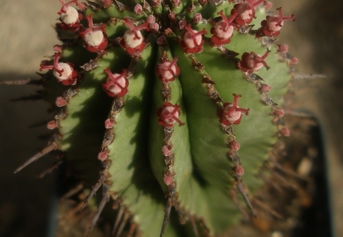 Euphorbia horrida 