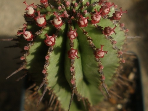 Euphorbia horrida 