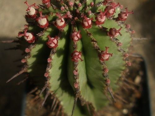 Euphorbia horrida 