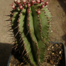 Euphorbia horrida 1