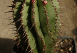 Euphorbia horrida 1