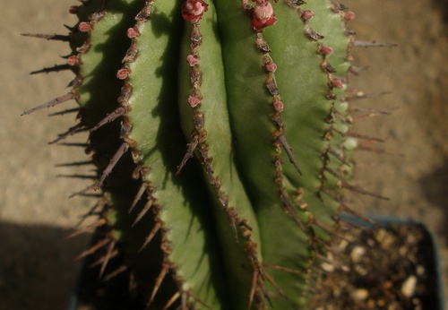 Euphorbia horrida 1