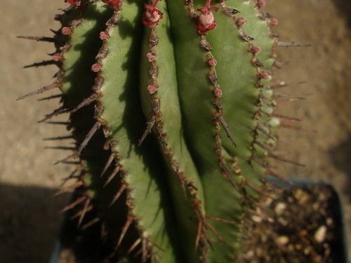 Euphorbia horrida 1