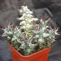 Euphorbia horrida fa  monstrosa