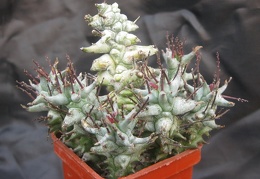 Euphorbia horrida fa  monstrosa