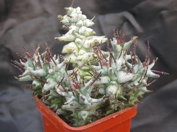 Euphorbia horrida fa  monstrosa