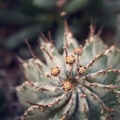 Euphorbia horrida v alba