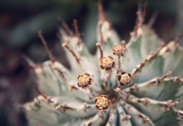 Euphorbia horrida v alba