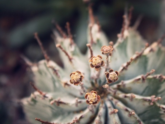 Euphorbia horrida v alba