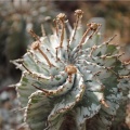 Euphorbia horrida var alba