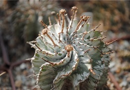Euphorbia horrida var alba