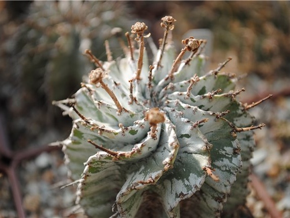 Euphorbia horrida var alba