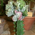 Euphorbia lactea f cristata
