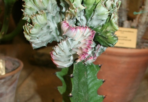 Euphorbia lactea f cristata
