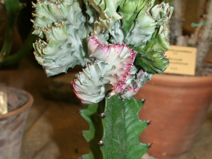 Euphorbia lactea f cristata