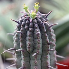 Euphorbia mammillaris