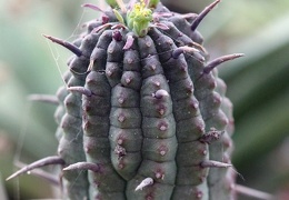 Euphorbia mammillaris