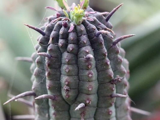 Euphorbia mammillaris